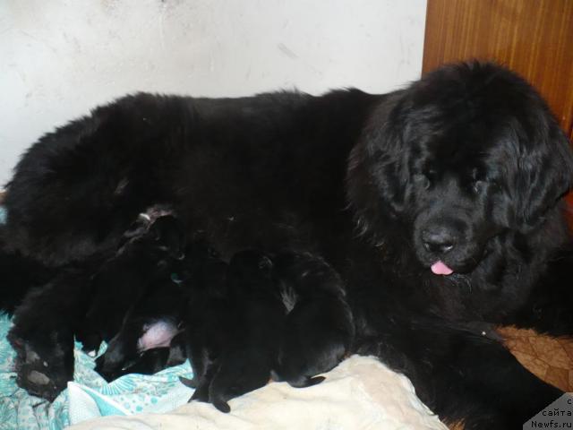 Фото: ньюфаундленд Блэк Диамонд Агидель от Потапа Полетта (Black Diamond Agidel ot Potapa Poletta)