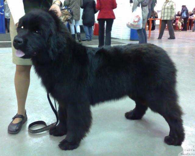 Фотография № 35013