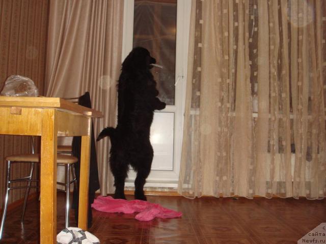 Фото: ньюфаундленд Ньюфорт Лия Обаятельная Крошка