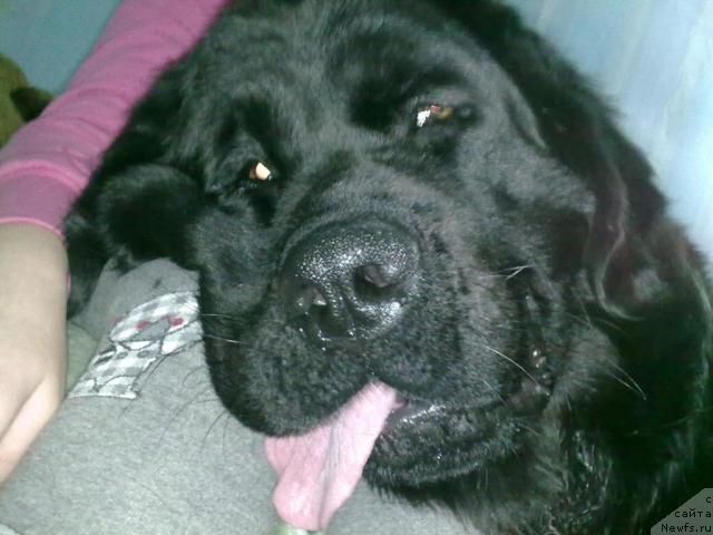 Фото: ньюфаундленд Великий Медведь Загадка