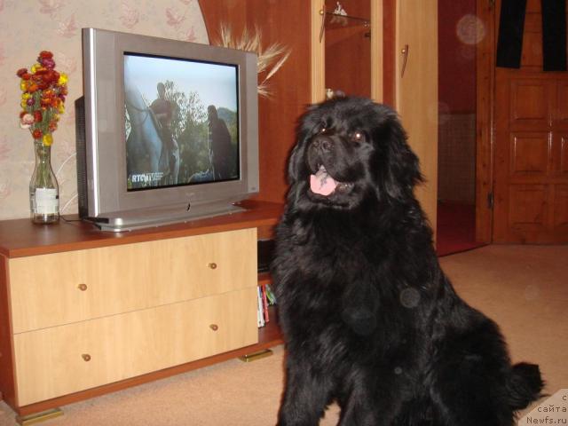 Фото: ньюфаундленд Ньюфорт Лия Обаятельная Крошка