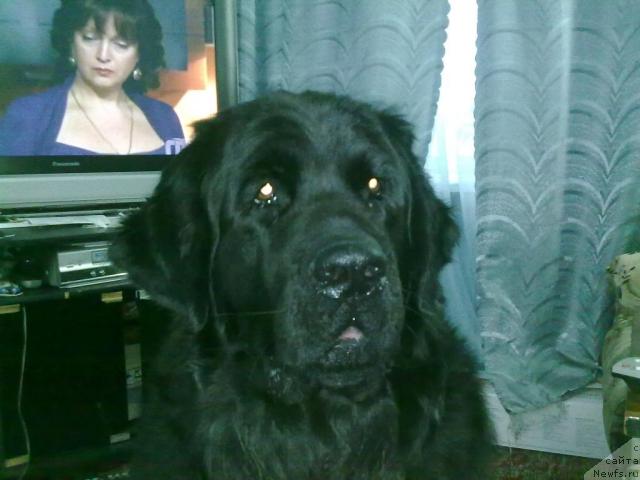 Фото: ньюфаундленд Великий Медведь Загадка