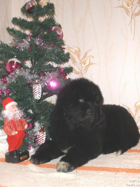 Фотография № 35057