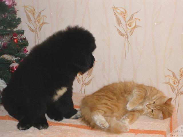 Фото: ньюфаундленд Бегущая по Волнам Роуал Флаш (Beguschaya po Volnam Royal Flash)