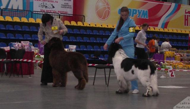 Фото: ньюфаундленд Aetna vom Riesrand, ньюфаундленд Супер Бизон Арго (Super Bizon Argo)