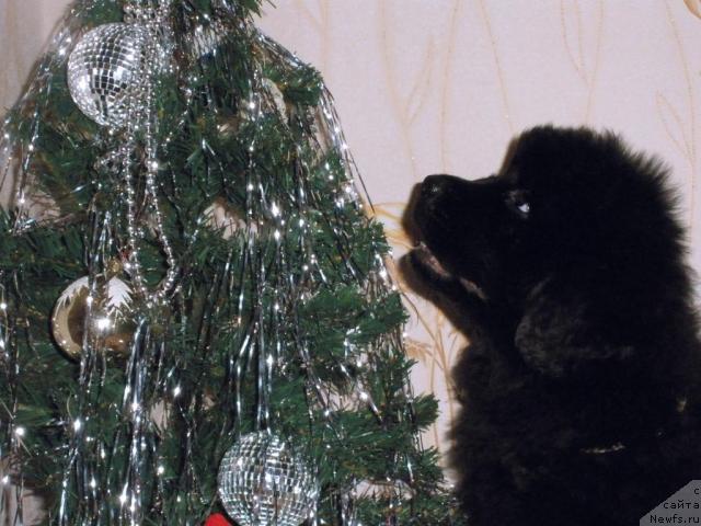 Фото: ньюфаундленд Бегущая по Волнам Регатта Катти Сарк