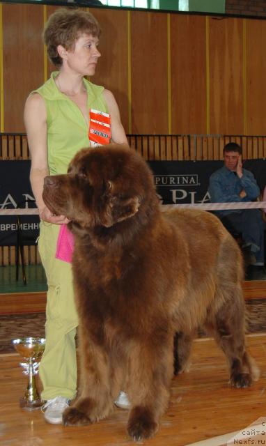 Фото: ньюфаундленд Щеголь Филимон из Медвежьего Яра (Schegol Filimon iz Medvejyego Yara), Елена Кропотова