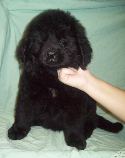 Фото: ньюфаундленд Орифлэйм Шарман Шик