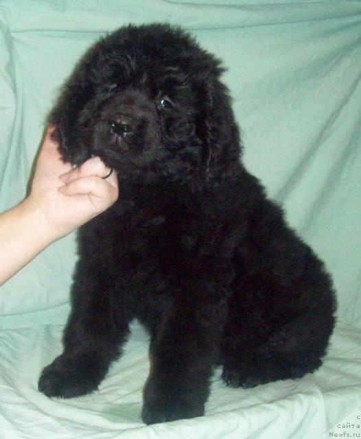 Фото: ньюфаундленд Оливия Блек