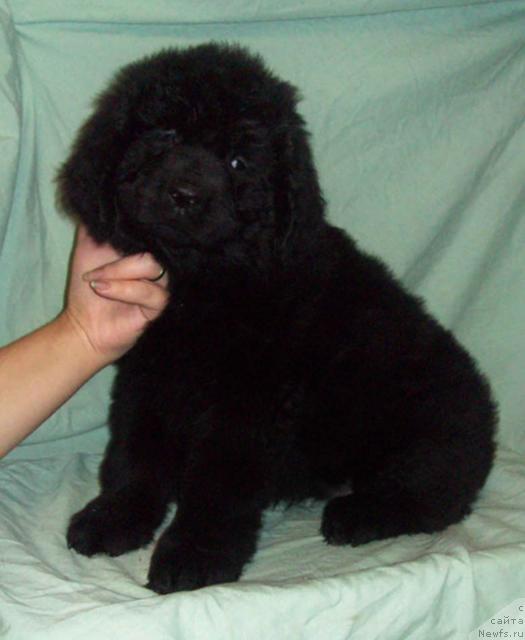 Фото: ньюфаундленд Осенняя Есения