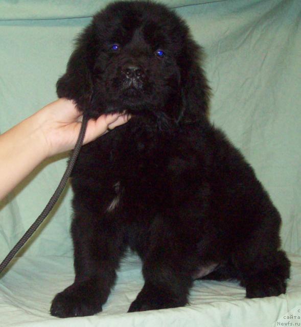 Фото: ньюфаундленд Окружённый Любовью