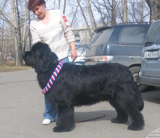 Фото: ньюфаундленд Шон О'Коннори Агент 007 (Shon O'Konnori Agent 007)