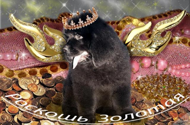 Фото: ньюфаундленд Роскошь Золотая