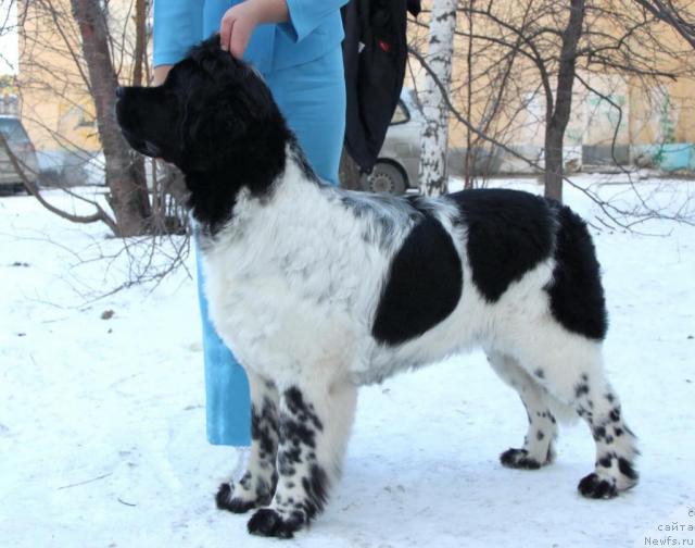 Фото: ньюфаундленд Кипер Соул Елизавета