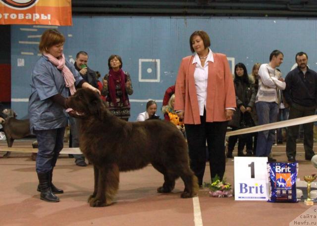 Фото: ньюфаундленд Aetna vom Riesrand