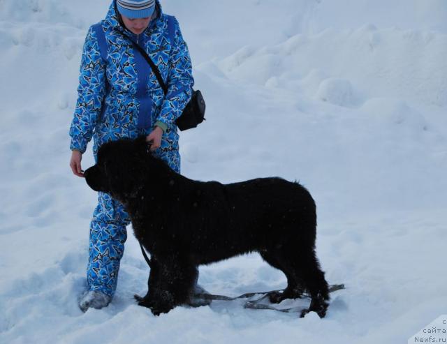 Фото: ньюфаундленд Формула Любви от Сибирского Медведя