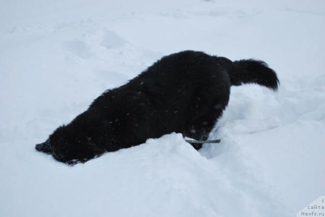Фото: ньюфаундленд Формула Любви от Сибирского Медведя