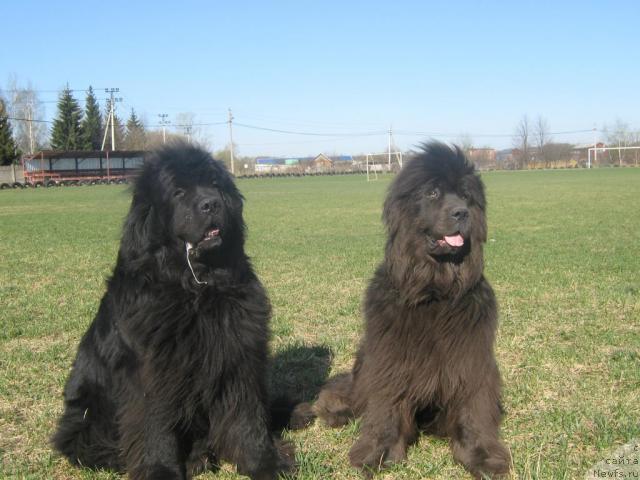 Фото: ньюфаундленд Севертан Светская Львица, ньюфаундленд Bombastik from Bomberland
