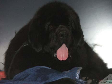 Фото: ньюфаундленд Плюшевая Панда Борислав (Plushevaya Panda Borislav)