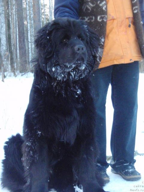 Фото: ньюфаундленд Ньюфорт Любимая Забава