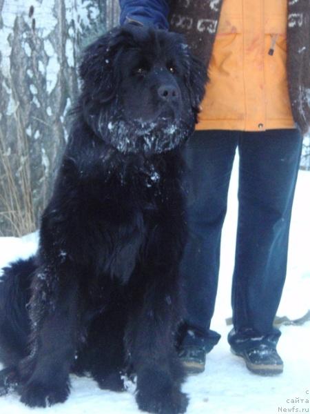 Фото: ньюфаундленд Ньюфорт Любимая Забава