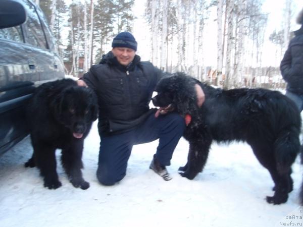 Фото: ньюфаундленд Красивая Затея, Владислав Кунавин, ньюфаундленд Капитан Ньюфорт