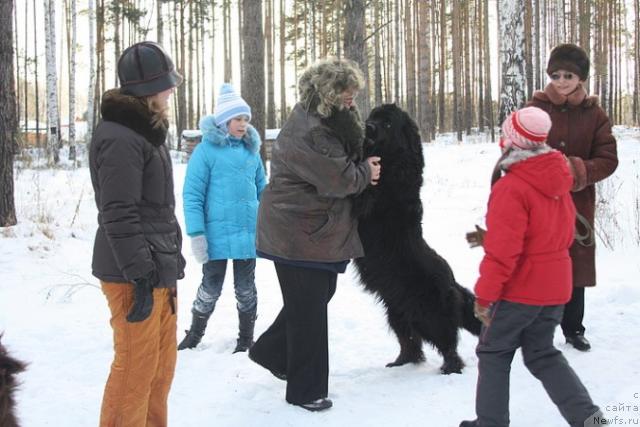 Фото: ньюфаундленд Блэк Долли Пейв Блэк (Blek Dolli Peyv Black)