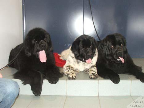 Фото: ньюфаундленд Плюшевая Панда Борислав (Plushevaya Panda Borislav)