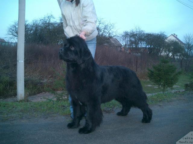 Фото: ньюфаундленд Гленджоан Эксо (Glendzhoah Ekso)