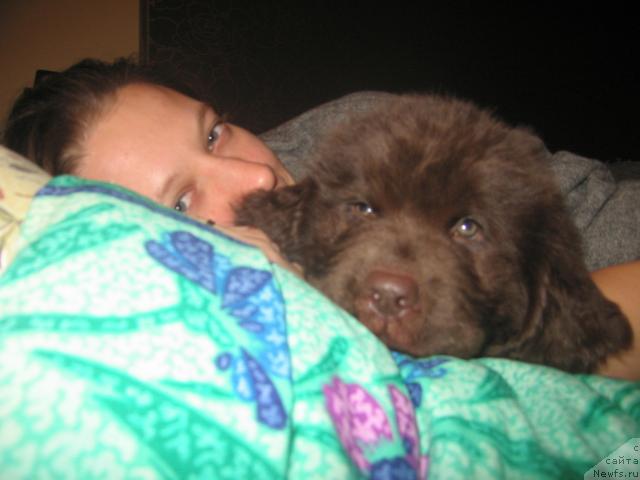 Фото: ньюфаундленд Виндзорская Проказница Лава, Оксана Музычук