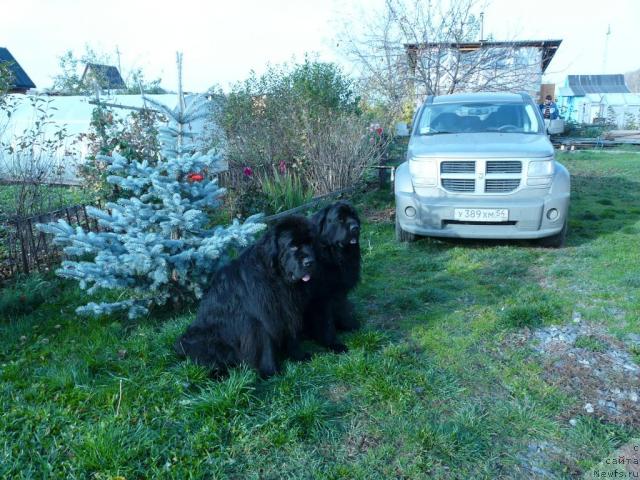 Фото: ньюфаундленд Мороз-Воевода от Сибирского Медведя, ньюфаундленд Симуран от Сибирского Медведя, ньюфовозка Додж