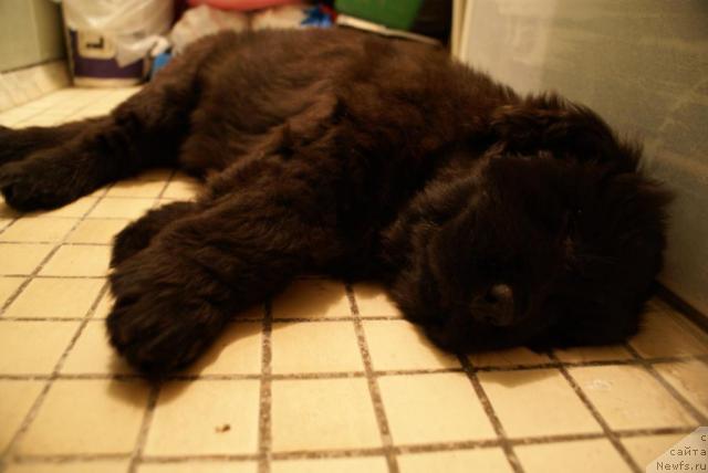 Фото: ньюфаундленд Потап Ярославна