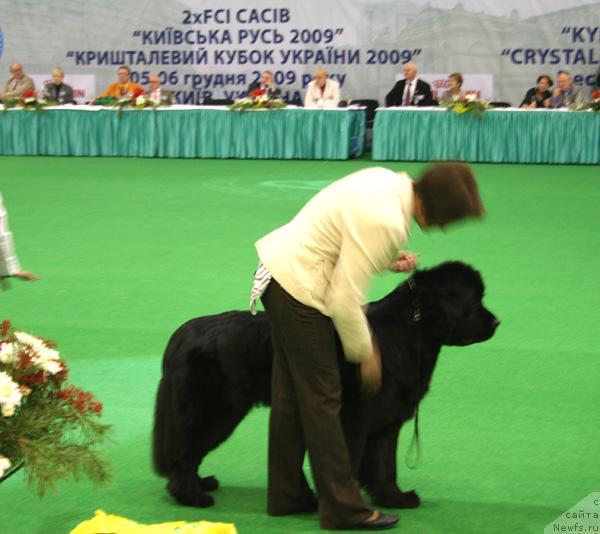 Фото: ньюфаундленд Бегущая по Волнам Само Совершенство (Beguschaya po Volnam Samo Sovershenstvo)