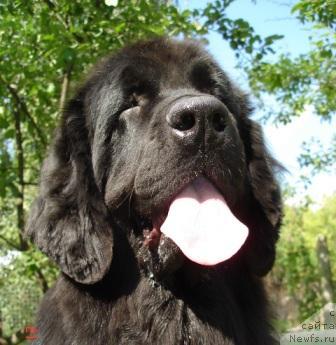 Фото: ньюфаундленд Сент Джонс Дали (Sent Djons Dali)