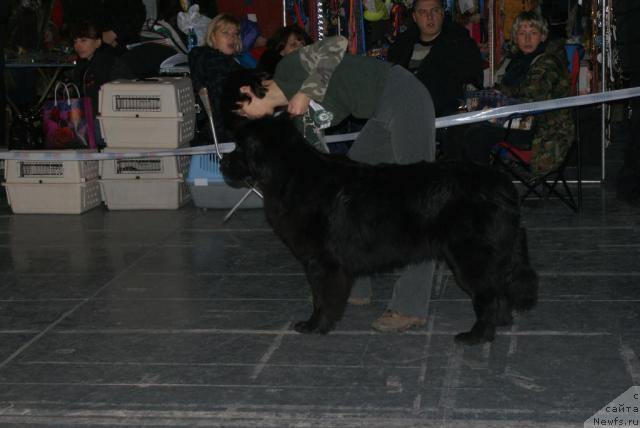 Фото: ньюфаундленд Грация Ночи, Анна Лутченкова