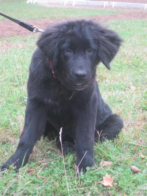 Фото: ньюфаундленд Бонни Флайт