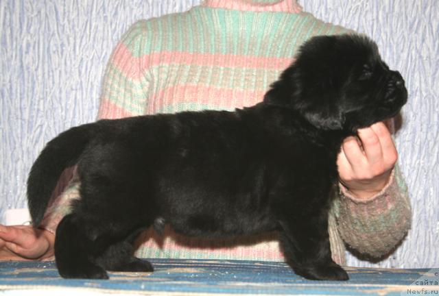 Фото: Щенок помета от, [d114] и, ньюфаундленд Бегущая по Волнам Вам и не Снилось (Begushaya po Volnam Vam I Ne Snilos)