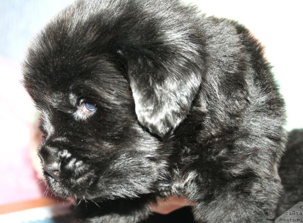 Фото: Щенок помета от, [d114] и, ньюфаундленд Бегущая по Волнам Вам и не Снилось (Begushaya po Volnam Vam I Ne Snilos)