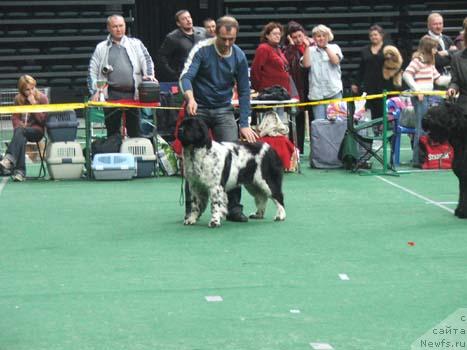 Фото: ньюфаундленд Плюшевая Панда Дэбра (Plushevaya Panda Debra)