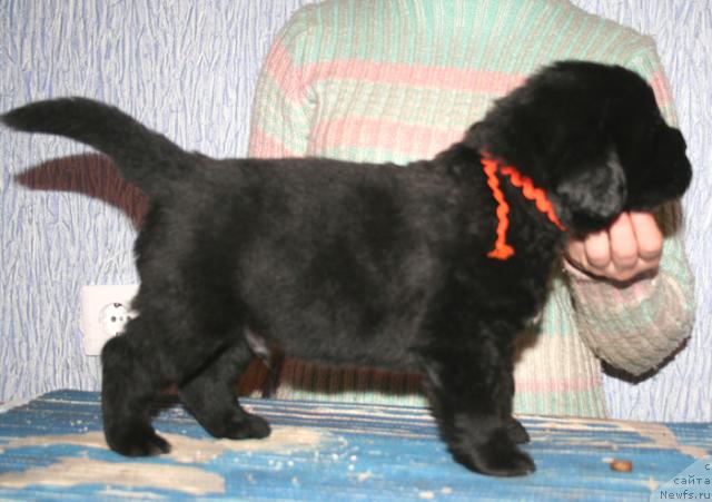 Фото: Щенок помета от [d114] и, ньюфаундленд Бегущая по Волнам Вам и не Снилось (Begushaya po Volnam Vam I Ne Snilos)