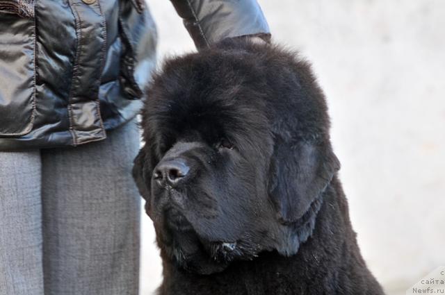 Фото: ньюфаундленд Супер Премиум Деми Мур