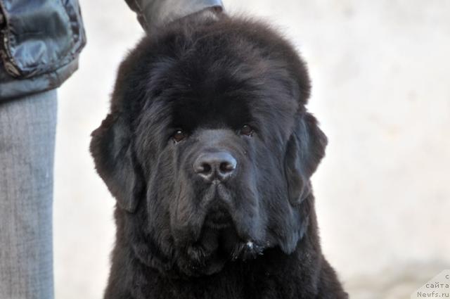 Фото: ньюфаундленд Супер Премиум Деми Мур