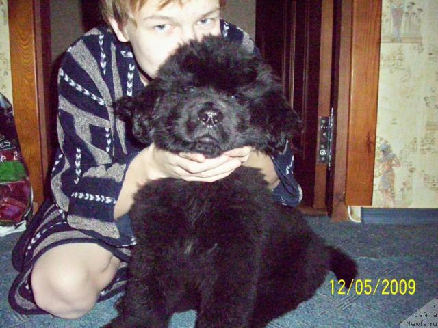 Фото: ньюфаундленд Бегущая по Волнам Ритм энд Блюз