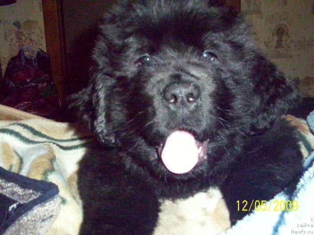 Фото: ньюфаундленд Бегущая по Волнам Ритм энд Блюз