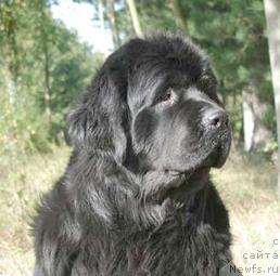Фото: ньюфаундленд Newf Mermaid Zulaika
