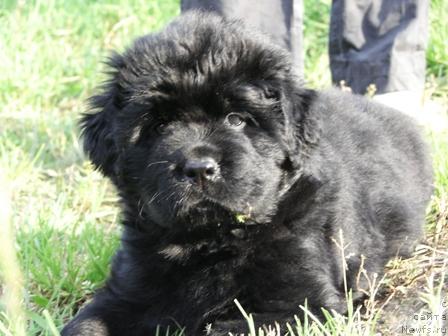 Фото: ньюфаундленд Арх Бьюти Радужная