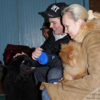 Фото: ньюфаундленд Арх Бьюти Радужная