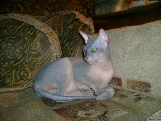 Фотография № 35299