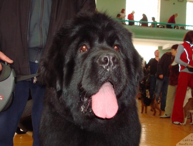 Фото: ньюфаундленд King of Helluland Good Friend