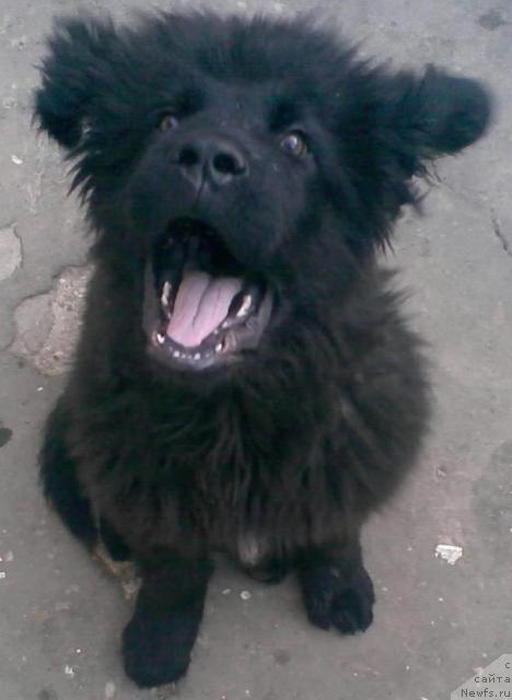 Фото: [p9095]Нельсон!